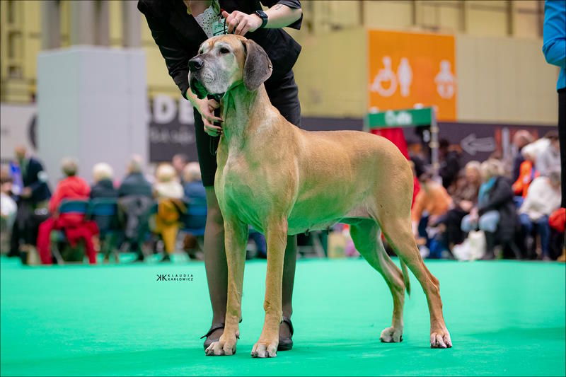Crufts sales great dane